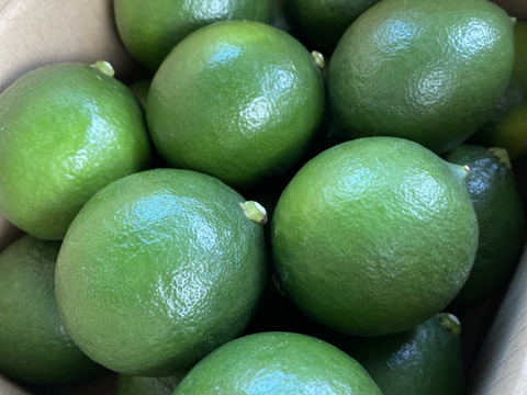 【夜市限定】通常2300円が2000円‼️檸々っ娘　グリーンレモン1.5kg(15個前後)