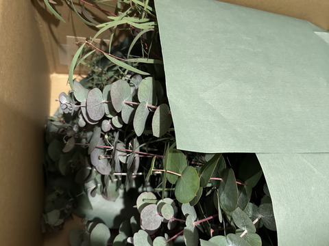 摘みたてユーカリのグリーン・スワッグ【期間限定】（50～55cm）