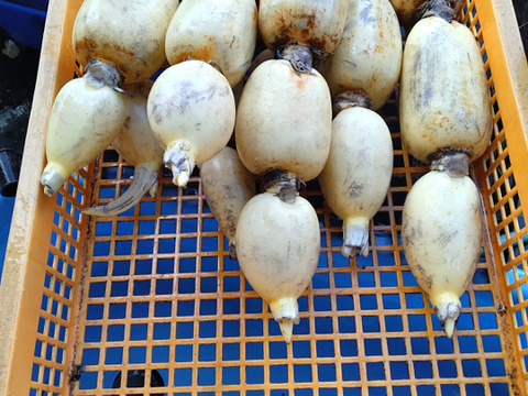 夏 れんこん 2キロ ♯蓮根 ♯レンコン：茨城県産のれんこん｜食べ