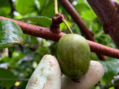 濃厚！甘酸っぱ～い『ベビーキウイ』家庭用 140g