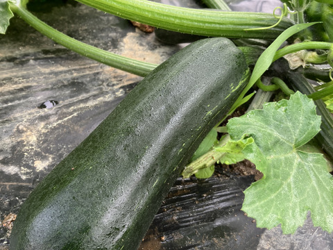 【福島県伊達地方産】朝採れキュウリとつやつやズッキーニ＋旬野菜セット〈クール便発送〉キュウリ5本+ズッキーニ4本1.8キロ