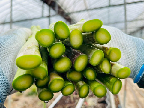 【極太アスパラ】さぬきのめざめ30cm！甘くて柔らか香川県産たっぷり1kg
