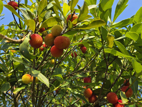 ★最終品！　自然栽培　ヤマモモ　1キロ～　秀峰　秀光　チルド便