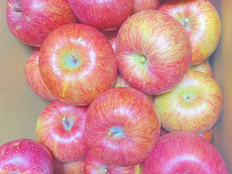 山形県産　サンふじ🍎加工用　１０キロ❗️