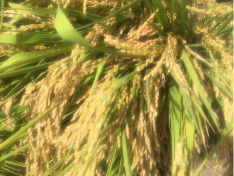 【令和6年産－新潟・とちお産コシヒカリ】豊かな山の湧水で育てたお米（精米2kgポリ袋／農家直送・送料相当分値引き中）／箱込み総重量／お試し米