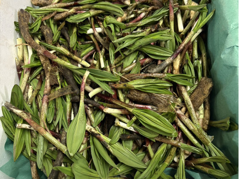 【春の山菜】行者にんにく/ギョウジャニンニク/煮る焼く揚げる漬ける万能選手/200g【天然】【4/7~4/8発送】