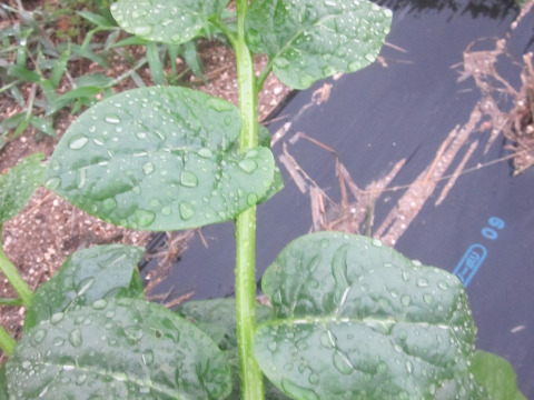 瀬戸内よりお届け！旬の野菜詰め合わせ便　Sサイズ（６～７品目）