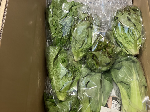 福袋、野菜セット