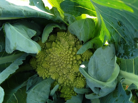 北海道産ロマネスコ　6㎏（8～9玉）