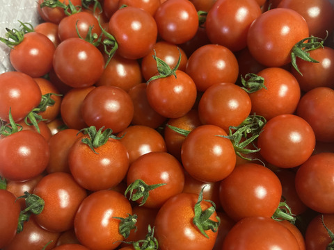 【甘くて芳醇ご褒美ミニトマト】　寒暖差で甘みが凝縮した今が旬！太陽の光をたっぷり浴びて育った高糖度ミニトマトをギフト箱でお届けします！自分へのちょっとしたご褒美、大切な方への贈り物にも！　2kg×1箱