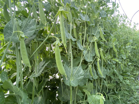 美味しい春の味覚！ここちゃん農園のスナップエンドウ：徳島県産