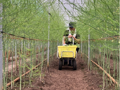 【産地直送！】夏芽　やわらかくてみずみずしい出雲産アスパラ Lサイズ約1ｋｇ