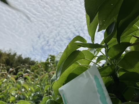 【みどり認定農家】鳥取県産『二十世紀梨Lサイズ』10キロ(34-36玉入り)