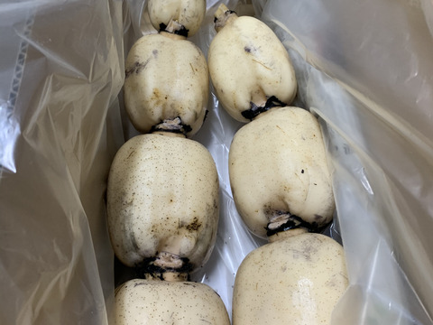 ミシュランガイド掲載店に納品！！ れんこんグランプリ 最優秀賞 ２連覇！！【贈答２キロ】