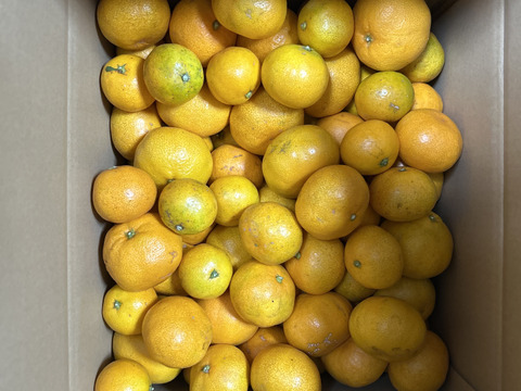 ありがとうSALE！食べ過ぎ注意！山畑の有田みかん 10kg