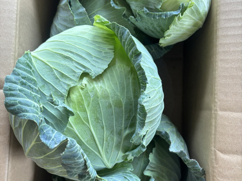 ３玉🌊寒玉🌊ミネラル🌊キャベツ