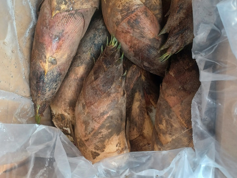 ★自然栽培品　朝掘り　たけのこ　筍　一般流通品　5キロ前後　※5本～8本　最短発送　チルド　冷蔵専用箱発送