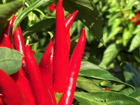 今の時期だけ！　農家自慢の生の赤唐辛子　採れたて新鮮　150g以上お入れしてお届けいたします。