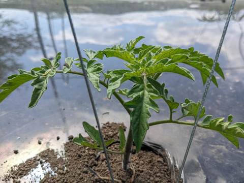 【ゲン担ぎ福袋】自然栽培トマトソース3個+全粒粉入りパスタ3袋セット