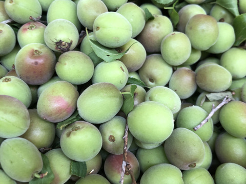 自然栽培　小梅　約2kg　サイズ混合　静岡県産　外観不良あり