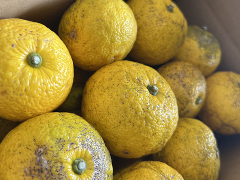 果汁搾り用ゆず正味2㎏（18個〜23個）