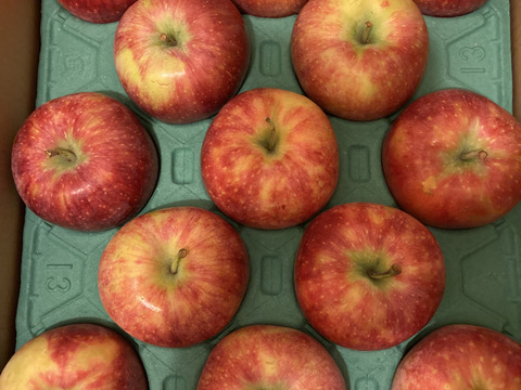 【終わります🍎】シナノリップ5キロ箱 訳あり品商品ID62461 長野県 信州 安曇野 リンゴ 幻 幻のリンゴ 予約 希少 旬