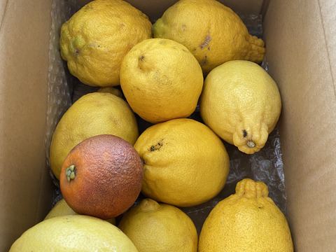 種がないレモン箱込約3㌔　殿堂入り記念価格