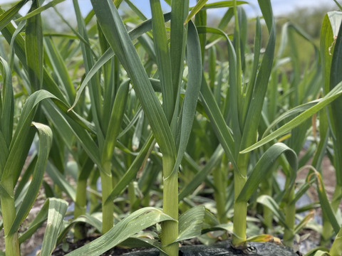 【予約限定】愛媛県四国カルスト大野ヶ原産！
にんにくの芽+にんにくの葉+にんにくのつぼみ　約1kg
