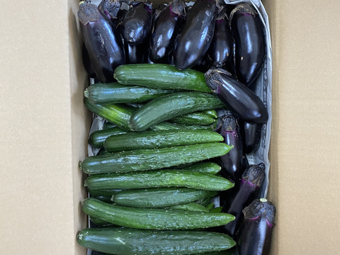 期間限定　箱一杯！訳あり旬の高原夏野菜セット　B品 (kyuuri)