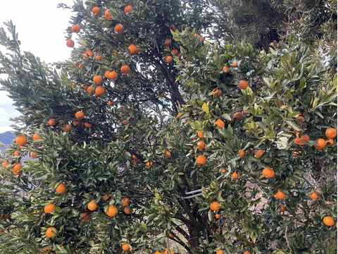 ビタミンCたっぷり　ポンカン　2キロ(箱込み）和歌山県産