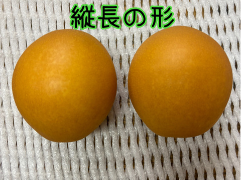 【とにかく甘い‼️】にっこり梨🍐贈答用約2.2kg(3-6個)✨️新高と豊水の交配種✨️甘くてキメが細かでとってもジューシー💦酸味が苦手な方にはおすすめ品種です😋鮮度を保つ為クール便でお届け🚚