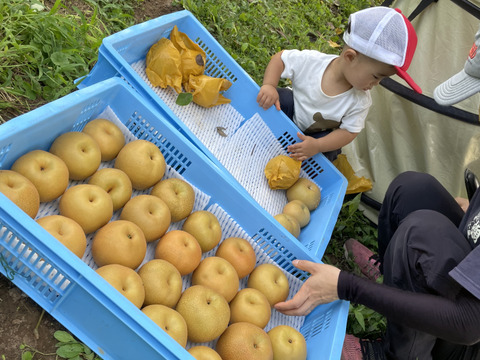 咲1歳記念Box！ Qにお任せ、家庭用詰め合わせ！3kg 箱