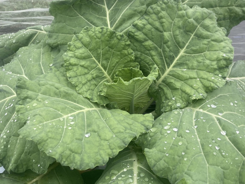 少人数で食べ切れる！【6〜7品目】野菜セット　朝どり新鮮！農薬・化学肥料不使用栽培