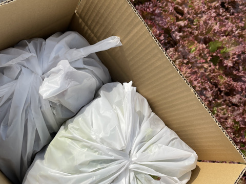 シャキッと新鮮！サニーレタス(ロロロッサ)1kg(500gｘ2p)