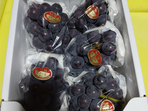 棚田で育てた🍇岡山県産ニューピオーネ（ご家庭用・２ｋｇ）