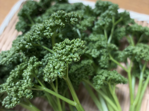 【自然栽培】採れたて！パセリ300g