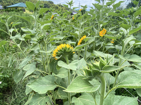 【ひまわり５本】ひまわり&ふわふわモコモコのテディベア（希少）登場！インパクトありあり！