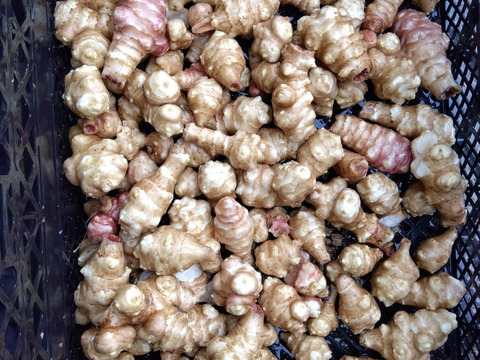 のりこちゃんリクエスト専用サイト(まとめ買い）
ヤーコン２Ｋｇと菊芋３Ｋｇ　　

農薬不使用栽培です。
発送は環境に配慮しビニール袋廃止しております。
写真はグロテスクですが美味しいですよ