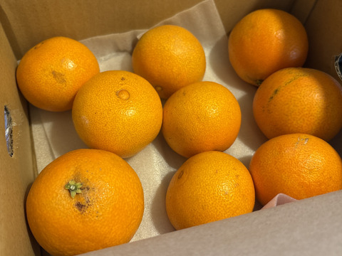 まるで天然ゼリー！まどんな（ご家庭用・2㎏）×２箱