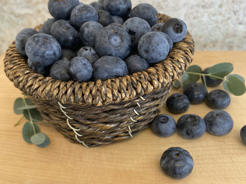 【超お得パック！】完熟生ブルーベリー500g×2パック