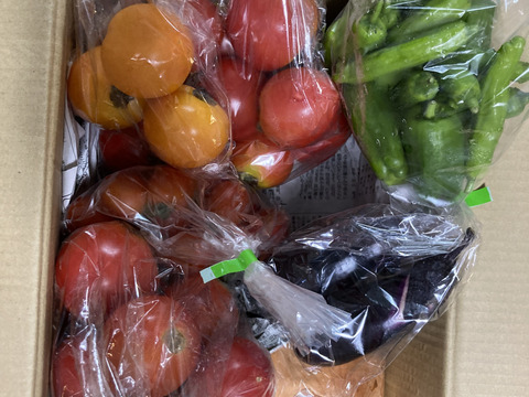 中玉トマトたっぷり🍅【夏ギフト】自然栽培の手渡したくなるお任せ野菜SET（Mサイズ）