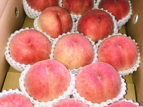 感動の甘さ！贈答に！桃源郷福島の『あかつき』（３kg箱9〜12個）【本州の方限定】