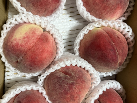 【7月収穫】かたい桃「あかつき」約２kg６～８玉１箱山梨県南アルプス上宮地産でお中元を