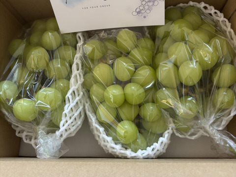 🟢家庭用🟢ちょっぴり訳あり★朝どれ種なしシャインマスカット★【2025年★８月下旬〜順次発送】約２kg大きさお任せ(３〜６房)★生産量日本一の山梨県産★通常配送　沖縄県 北海道注文不可