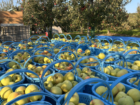 【冬ギフト】🍎『希少！』ぐんま名月🍎約3キロ8〜11玉(家庭用)ID177902