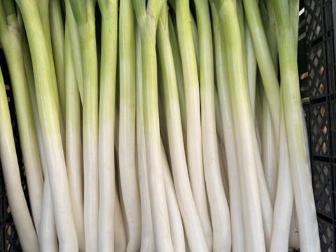 甘い長ネギ　有機肥料栽培　除草剤不使用　群馬県産　30本　Mサイズ(1,2-1,5cm)