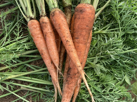 訳ありニンジン1kg◆農薬・肥料・動物性堆肥不使用