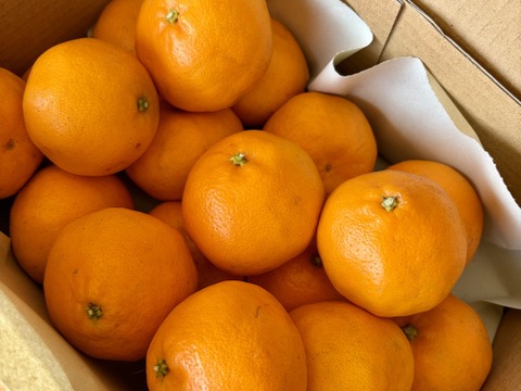 ぷちぷちレディー、はるみちゃん🍊✨Sサイズ　2kg箱入り はるみみかん