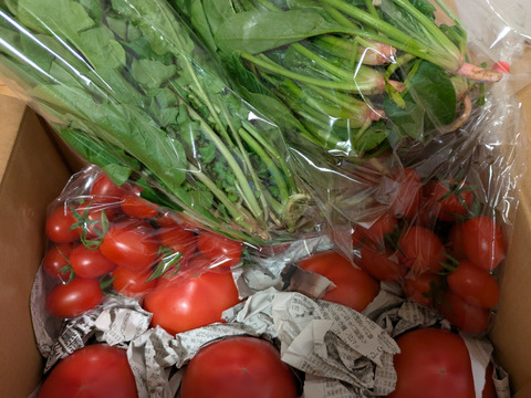 【アワード福袋】栄ちゃんファームの福袋。
人気の栄ちゃんトマトとプチトマト（アイコ）が入った
トマト尽くしのセットに季節の葉物野菜のおまけ付き！