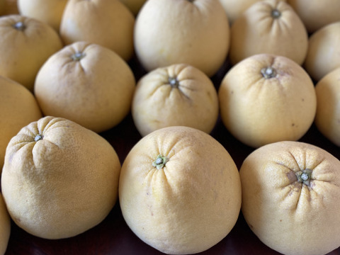 冬の贅沢「紅まどか」約3kg（家庭用）